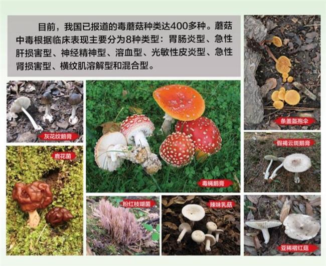 我国约有400种左右有毒的蘑菇
