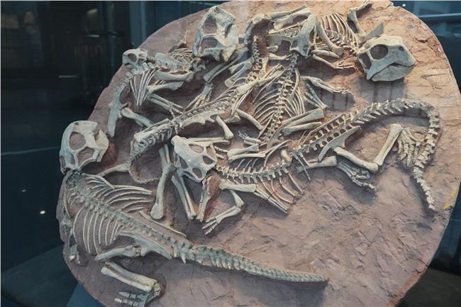 南古馆鹦鹉嘴龙化石