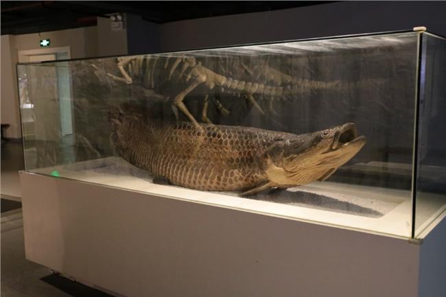 生物塑化展品——巨骨舌鱼