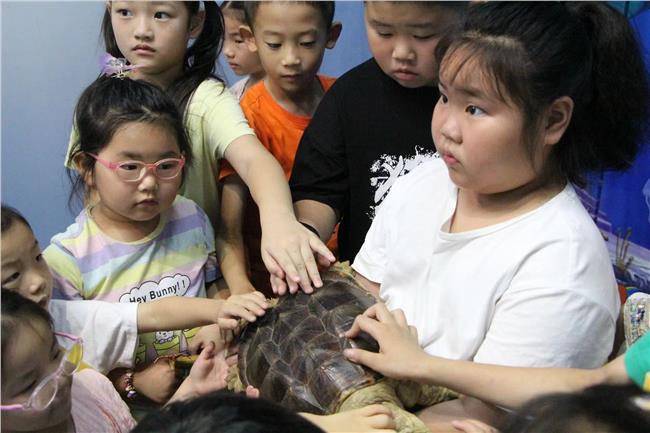 小朋友们触摸龟的塑化标本