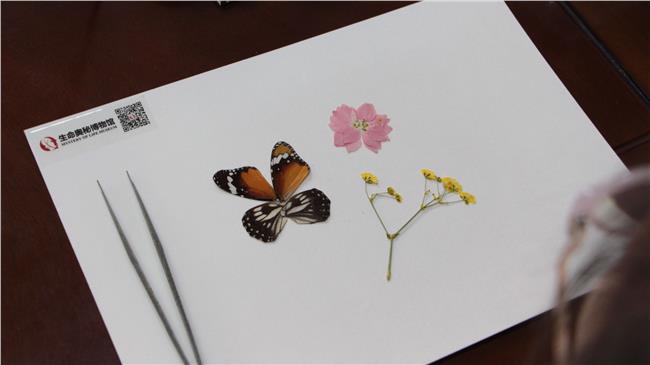 蝴蝶标本DIY部分材料