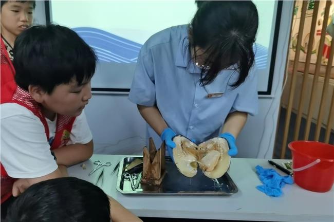 解剖珍珠蚌