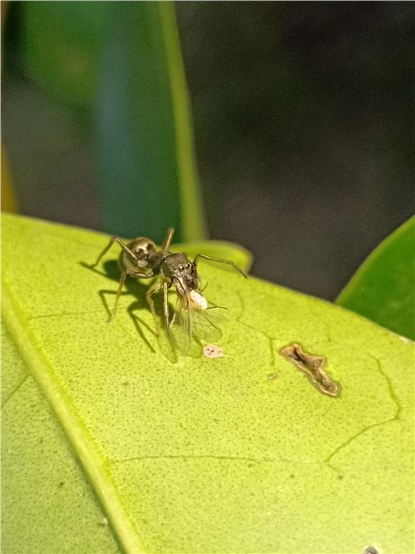 蚁蛛捕食昆虫（摄于紫金山）