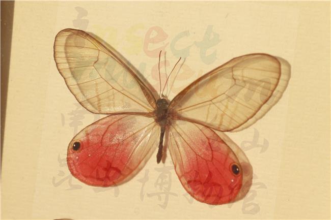 摄于南京紫金山昆虫博物馆，为馆内老师自己制作的标本