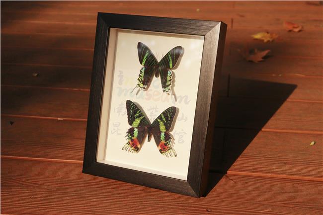 此图摄于南京紫金山昆虫博物馆，为馆内老师自己制作的标本相框