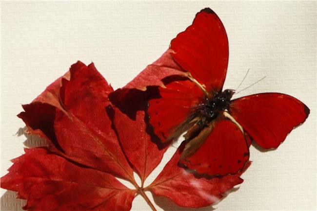 此图摄于南京紫金山昆虫博物馆，为馆内老师自己制作的标本相框